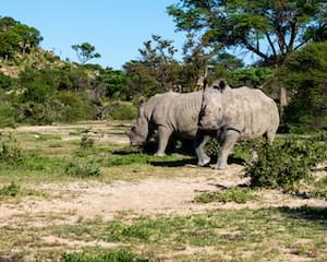 Zimbabwe Wildlife Elephants Victoria Falls Zimbabwe Ruins Great Zimbabwe