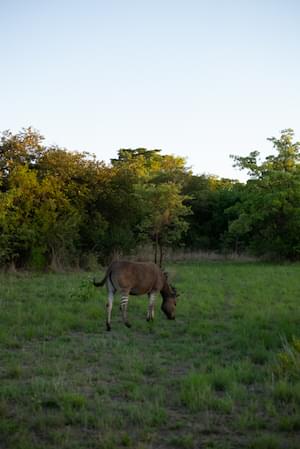 Zimbabwe Wildlife Elephants Victoria Falls Zimbabwe Ruins Great Zimbabwe