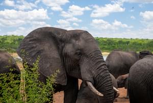 Zimbabwe Wildlife Elephants Victoria Falls Zimbabwe Ruins Great Zimbabwe