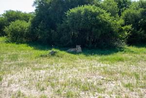 Zimbabwe Wildlife Elephants Victoria Falls Zimbabwe Ruins Great Zimbabwe