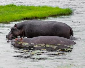 Zimbabwe Wildlife Elephants Victoria Falls Zimbabwe Ruins Great Zimbabwe