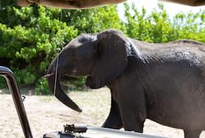 Zimbabwe Wildlife Elephants Victoria Falls Zimbabwe Ruins Great Zimbabwe